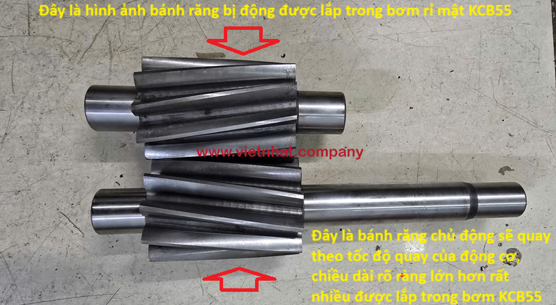 hình ảnh bánh răng chủ động và bánh răng bị động của bơm rỉ mật kcb55